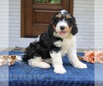 Small #1 Bernedoodle (Miniature)