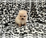 Small Photo #24 Pomeranian Puppy For Sale in HAYWARD, CA, USA