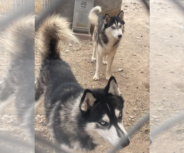 Medium Photo #2 - Mix Puppy For Sale in Williamsburg, NM, USA