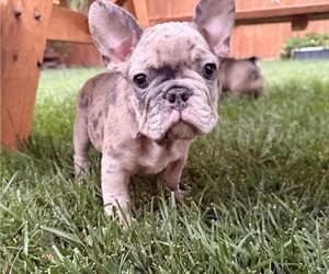 French Bulldog Puppy for sale in MCMINNVILLE, OR, USA