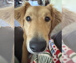 Small #1 Golden Retriever Mix