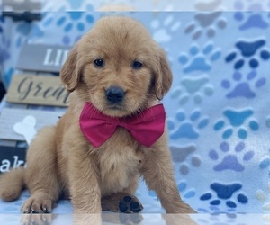 Golden Retriever Puppy for sale in LANCASTER, PA, USA