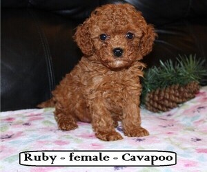 Cavapoo Puppy for Sale in CLARKRANGE, Tennessee USA