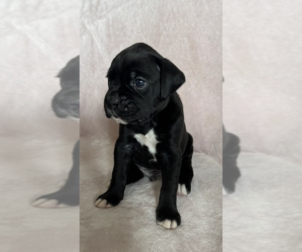 Medium Photo #3 Boxer Puppy For Sale in WESTVILLE, OK, USA