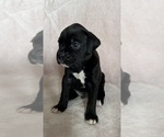 Small #1 Boxer