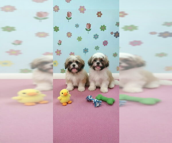 Medium Photo #3 Shih Tzu Puppy For Sale in Weston, FL, USA