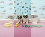 Small #2 Shih Tzu