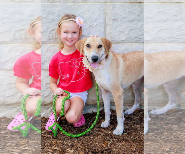 Medium Photo #6 Labrenees Puppy For Sale in The Woodlands, TX, USA