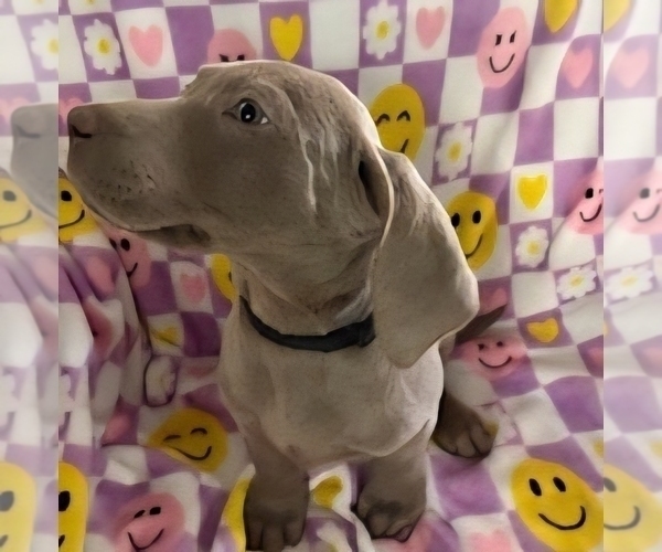 Medium Photo #1 Labrador Retriever Puppy For Sale in DAYTON, TX, USA