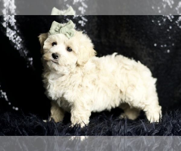 Medium Photo #5 Maltipoo (Miniature) Puppy For Sale in WARSAW, IN, USA