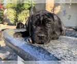 Small #2 Cane Corso