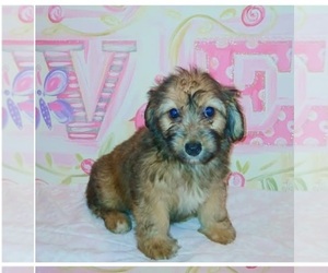 Doxiepoo (Miniature) Puppy for sale in SAUGUS, MA, USA