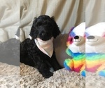 Small Photo #7 Irish Doodle Puppy For Sale in SUMNER, IA, USA