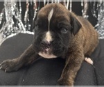 Small #4 Boxer