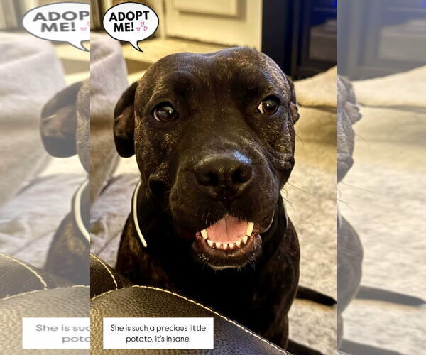 Medium Photo #7 American Staffordshire Terrier-Boxer Mix Puppy For Sale in Arlington, VA, USA
