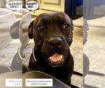Small #6 American Staffordshire Terrier-Boxer Mix