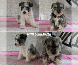 Medium Schnauzer (Miniature)
