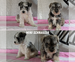 Small Schnauzer (Miniature)