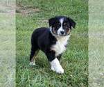 Puppy 2 Miniature Australian Shepherd