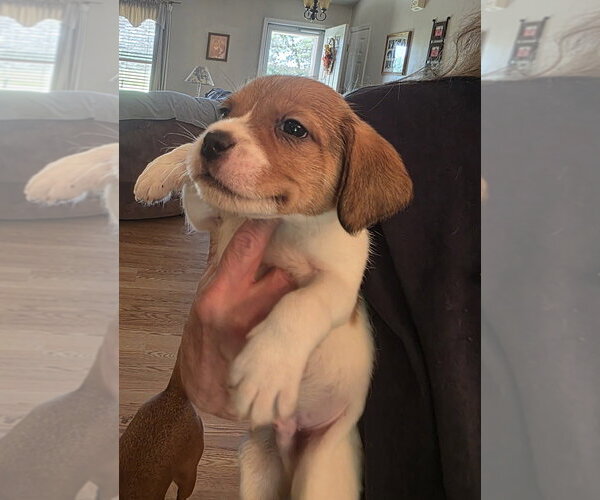Medium Photo #5 Beagle-Unknown Mix Puppy For Sale in Aurora, IN, USA