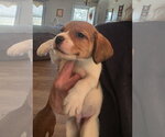 Small #4 Beagle Mix