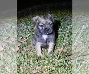 French Bulldog-ShihPoo Mix Puppy for sale in BENNINGTON, NE, USA