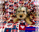 Small #1 Yorkshire Terrier