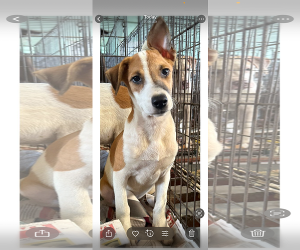 Medium Photo #2 Labrador Retriever-Unknown Mix Puppy For Sale in Virginia Beach, VA, USA