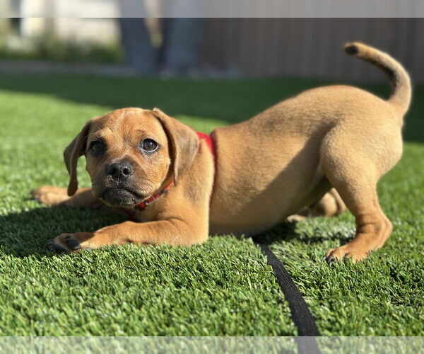 Medium Photo #6 Pug-Unknown Mix Puppy For Sale in San Diego, CA, USA