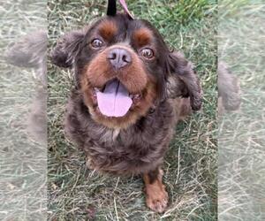 Buster - Male Cavalier King Charles Spaniel Dog for Adoption - Photo #3