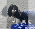 Small Photo #1 Cavalier King Charles Spaniel Puppy For Sale in ALLENDALE, MI, USA