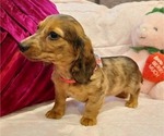 Small #2 Dachshund