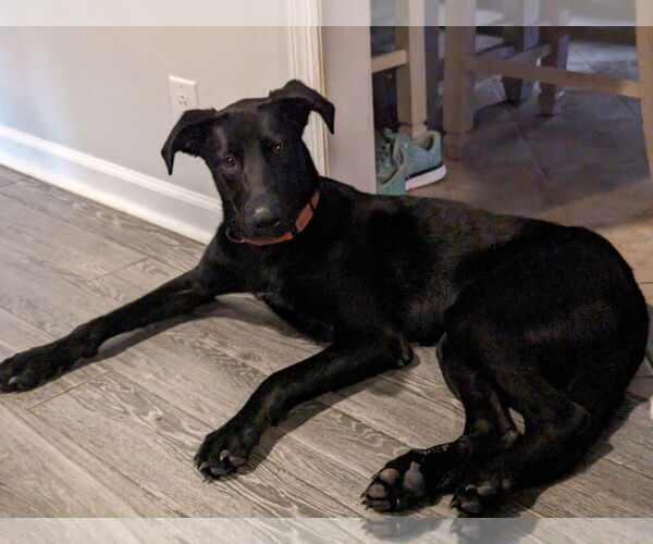 Medium Photo #9 Labrador Retriever-Unknown Mix Puppy For Sale in Munford, TN, USA
