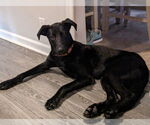 Small #8 Labrador Retriever Mix