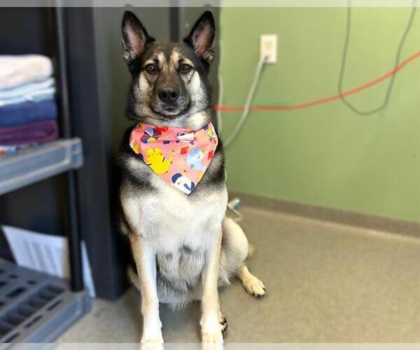 Medium Photo #2 German Shepherd Dog-Siberian Husky Mix Puppy For Sale in Orange, CA, USA
