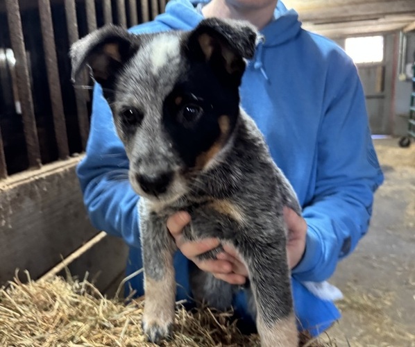 Medium Photo #3 Australian Cattle Dog Puppy For Sale in MIDDLEBORO, MA, USA