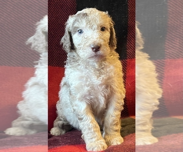 Medium Photo #8 Labradoodle Puppy For Sale in LEXINGTON, GA, USA