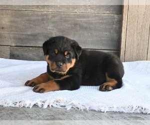 Rottweiler Puppy for sale in FREDERICKSBURG, OH, USA