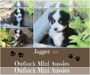 Miniature Australian Shepherd Puppy for sale in RANGER, TX, USA