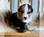 Small #11 Miniature Australian Shepherd