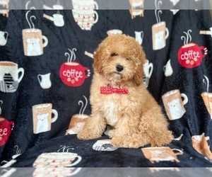 Cavapoo Puppy for sale in LAKELAND, FL, USA