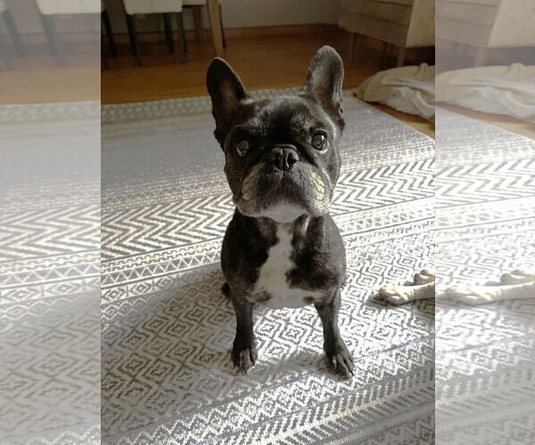 Medium Photo #1 French Bulldog Puppy For Sale in St. Louis Park, MN, USA