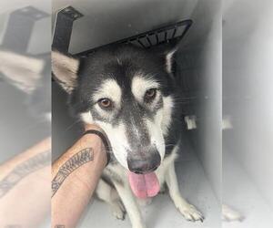 Siberian Husky Dogs for adoption in Houston, TX, USA