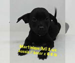 Small #4 Australian Shepherd-Boxer Mix