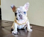 Puppy Lilac Rhino French Bulldog