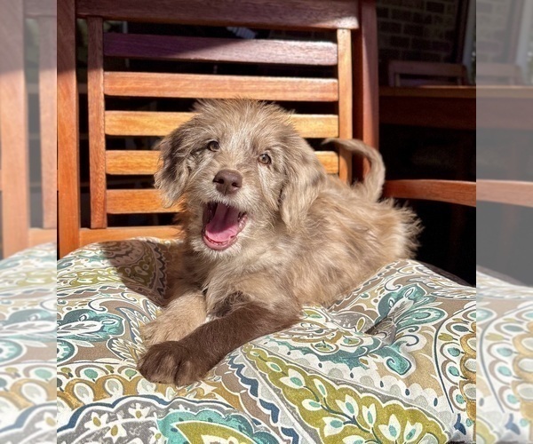 Medium Photo #4 Labradoodle Puppy For Sale in NOBLESVILLE, IN, USA