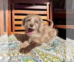 Lilly - Female Labradoodle Puppy for Sale - Photo #4