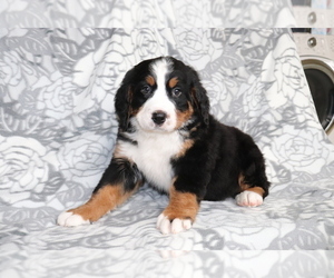 Bernese Mountain Dog Puppy for sale in SHILOH, OH, USA