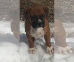 Small Photo #16 Boxer Puppy For Sale in AFTON, WY, USA