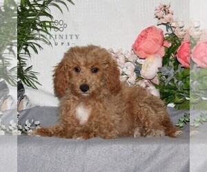 Bichpoo Puppy for sale in RISING SUN, MD, USA